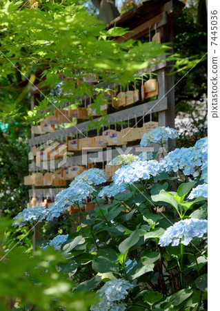 An ema in a pale purple hydrangea and fresh green in Hakusan Shrine's premises An ema in a pale purple hydrangea and fresh green in Hakusan Shrine's premises 7445036