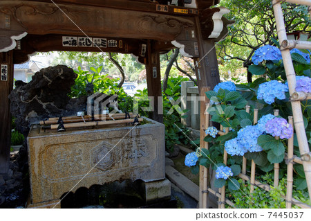 A cat drinking water with Mitarai at Hakusan Shrine and a hydrangea's flower in purple 7445037