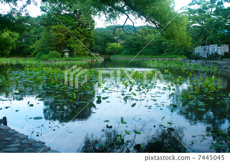 Genji池塘在早晨 Genji池塘在早晨 7445045