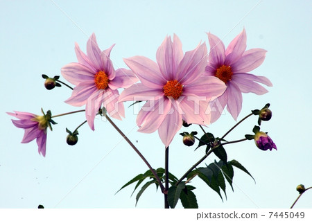 達利亞皇帝達利亞（Kodaira Dare） 7445049