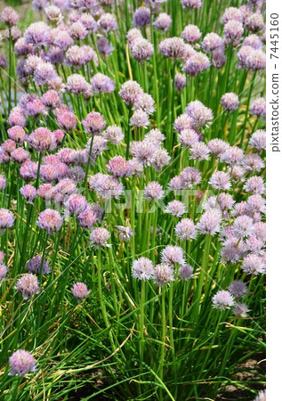 Chives 7445160