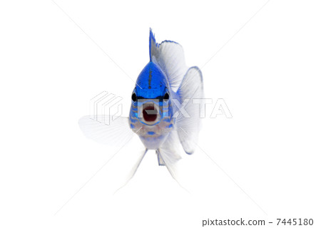 Missing fish Missing fish 7445180