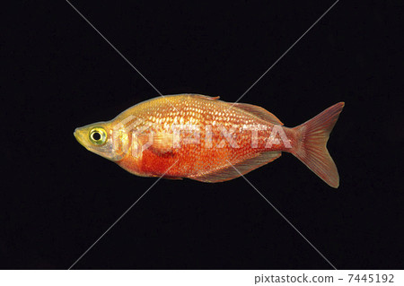 Comscale Rainbow 7445192