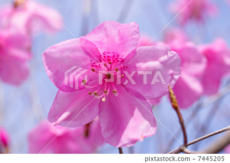 Akayashio花 7445205