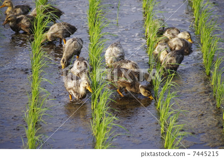 Aigamo farming method rice field aigamo Aigamo farming method rice field aigamo 7445215