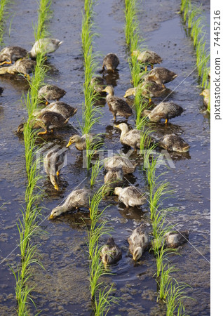 Aigamo耕作方法米領域aigamo 7445216