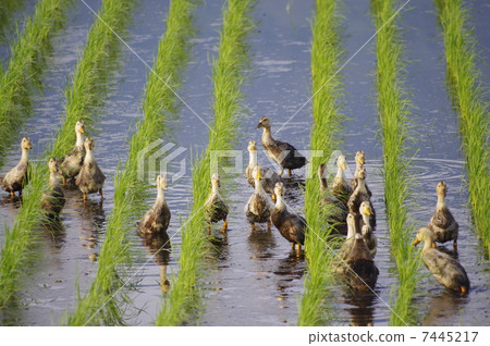 Aigamo耕作方法米領域aigamo 7445217