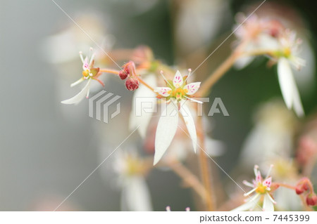 雪下花 雪下花 7445399