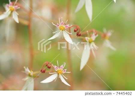 雪下花 雪下花 7445402