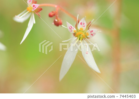 雪下花 7445403