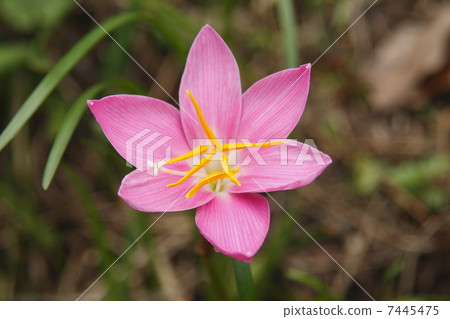 Couperia花 7445475