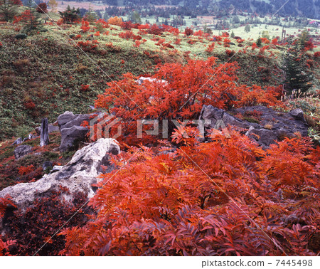 Autumn leaves of Yoshigami Nanakamado 7445498