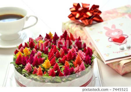 Catech cake (background white) 7445521