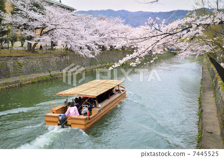 Cherry blossoms in full bloom in Lake Biwa canal parking boat 7445525