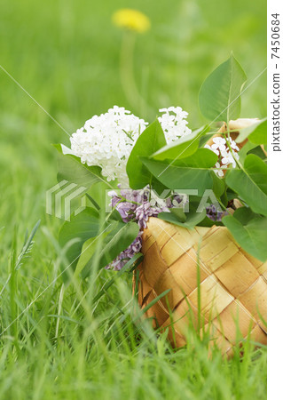 lilac flowers in birchbark basket on grass 7450684
