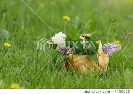 lilac flowers in birchbark basket on grass lilac flowers in birchbark basket on grass 7450685