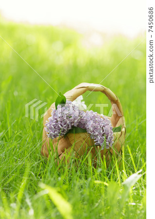 lilac flowers in birchbark basket on grass lilac flowers in birchbark basket on grass 7450686