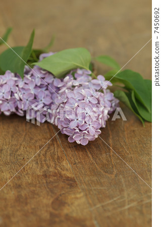 fresh lilac flowers on table fresh lilac flowers on table 7450692