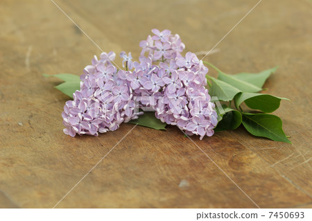 fresh lilac flowers on table fresh lilac flowers on table 7450693