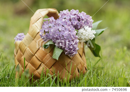 lilac flowers in birchbark basket on grass lilac flowers in birchbark basket on grass 7450696