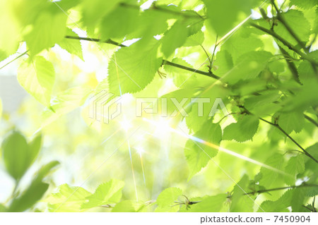 閃閃發光的新鮮綠葉 7450904