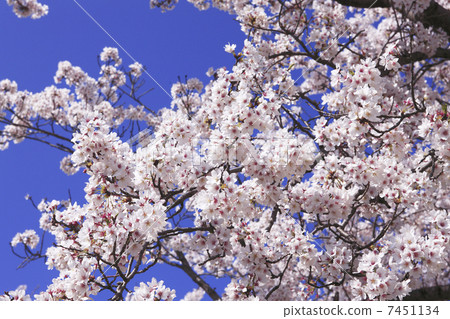 奈良，Heijokakyo的櫻花 7451134