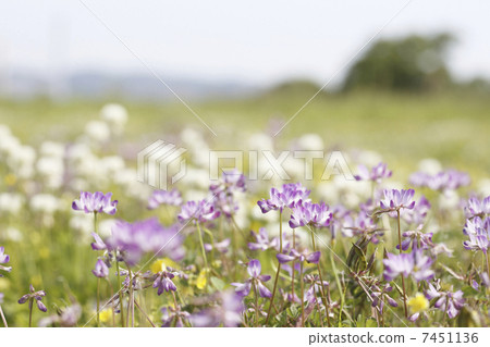 Short clover grass and rapeseed grass Short clover grass and rapeseed grass 7451136