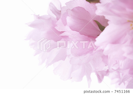 佐藤ZAKURA 7451166