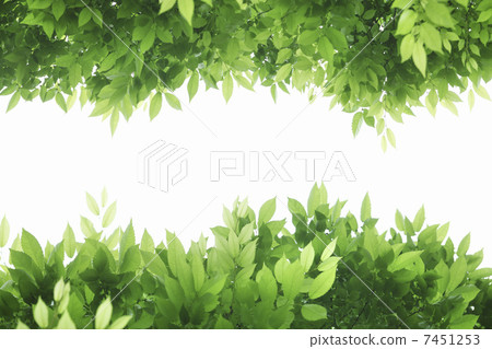 Fresh green leaf frame 7451253