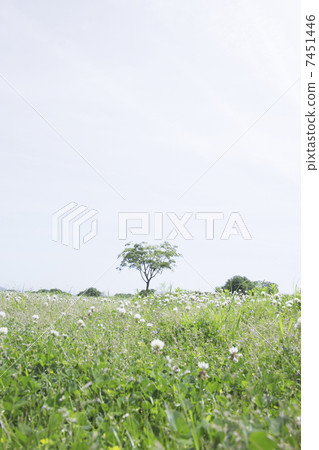 Prairie and a tree 7451446