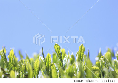 Tea leaves and blue sky Tea leaves and blue sky 7451534