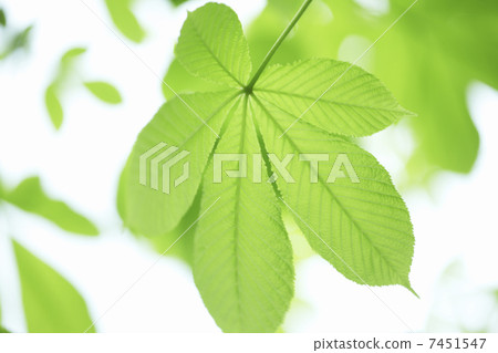 Fresh green leaves of Toshinoki Fresh green leaves of Toshinoki 7451547