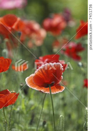 Poppy 7451736