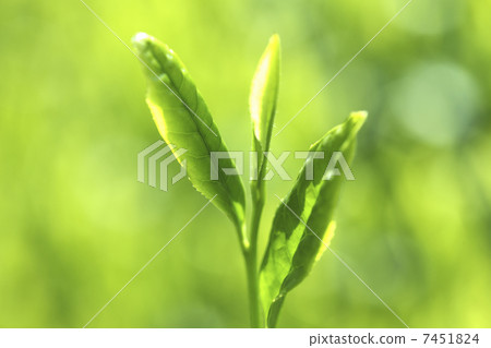 茶葉 7451824