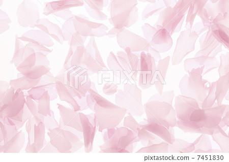 Satzakura花瓣 7451830