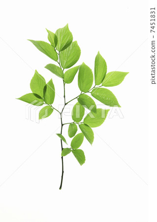 Fresh green leaves, white back 7451831