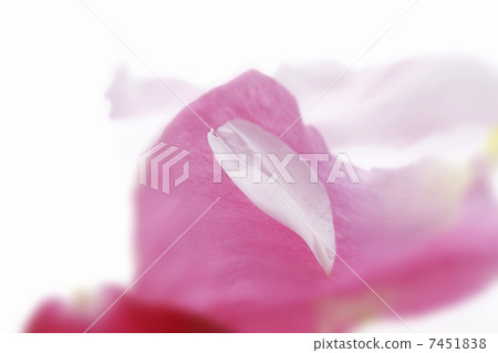 Rose petals Rose petals 7451838