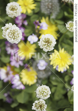 Prairie flowers Prairie flowers 7451892