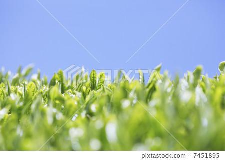 Tea leaves and blue sky Tea leaves and blue sky 7451895
