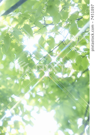 Fresh green leaves and sun's sunlight 7451897