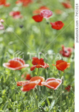 Poppy Poppy 7451914