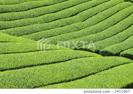 茶園 7451967