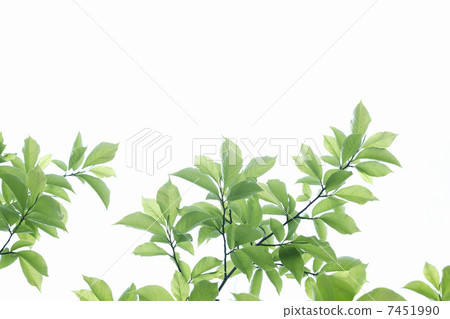 Sunlight leaves and fresh green leaves 7451990