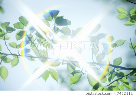 Fresh green leaves and sun's sunlight 7452111