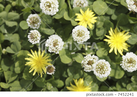 White claw grass and dandelion 7452241