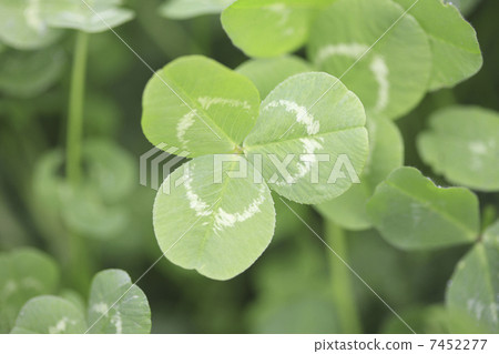 Clover  7452277