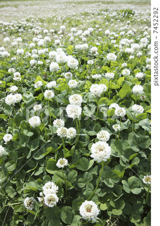 白爪草 照片素材 圖片 圖庫