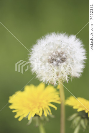  Dandelion 7452381