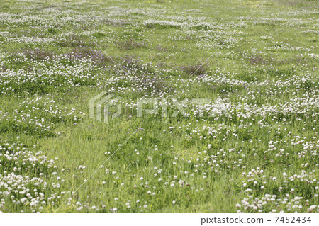 Short clover grass and rapeseed grass 7452434