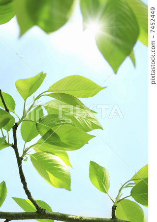 新鮮的綠色葉子和藍天 7452449